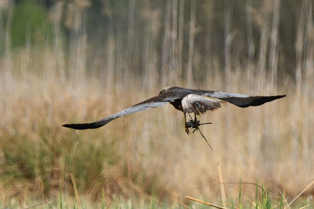 Falco di palude